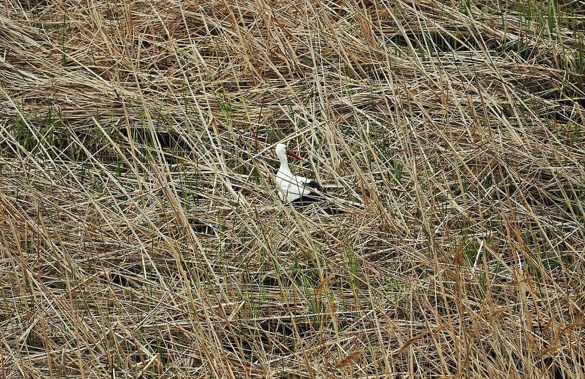 Camping Nautic Almata — Castelló d'Empúries, Costa Brava
